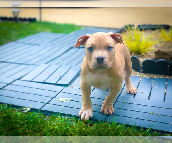 Medium Photo #10 American Bully Puppy For Sale in OVERLAND, KS, USA