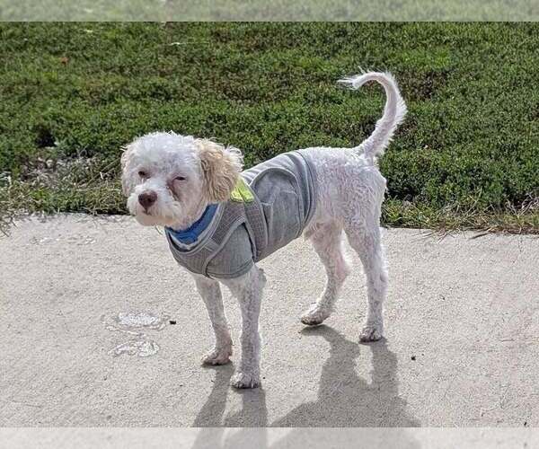 Medium Photo #3 Poodle (Miniature)-Unknown Mix Puppy For Sale in Plymouth, MN, USA