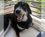 Small #2 Labrador Retriever Mix