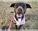 Small American Pit Bull Terrier-Labrador Retriever Mix