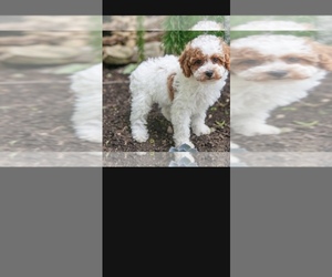 Poodle (Miniature) Puppy for sale in PITTSBURGH, PA, USA