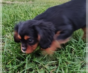 Cavalier King Charles Spaniel Puppy for sale in MORAVIA, NY, USA