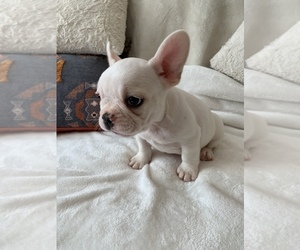 French Bulldog Puppy for sale in JOHNS ISLAND, SC, USA