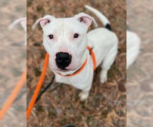 American Pit Bull Terrier-Unknown Mix Dogs for adoption in Newton, NC, USA