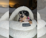Small #6 Chihuahua