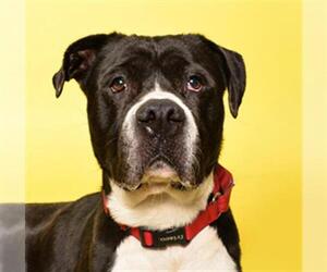 American Staffordshire Terrier Dogs for adoption in Fort Lauderdale, FL, USA
