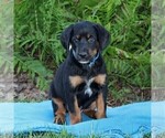 Small Photo #3 Bluetick Coonhound-Irish Setter Mix Puppy For Sale in KINZERS, PA, USA
