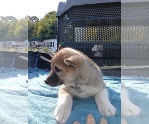 Siberian Husky Puppy for Sale in LONG EDDY, New York USA