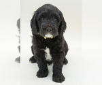 Small #5 Goldendoodle (Miniature)