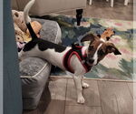 Small #2 Beagle