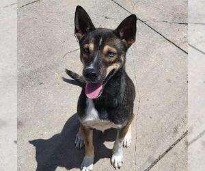 Huskies -Unknown Mix Dogs for adoption in San Antonio, TX, USA