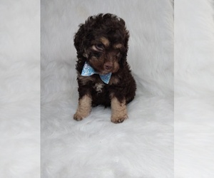 Cocker Spaniel-Poodle (Miniature) Mix Puppy for sale in INDIANAPOLIS, IN, USA