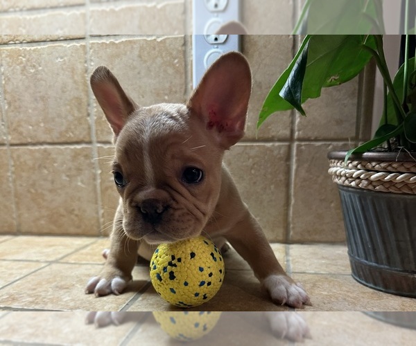 Medium Photo #11 French Bulldog Puppy For Sale in DISCOVERY BAY, CA, USA