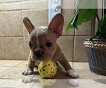 Small #10 French Bulldog