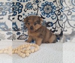 Small #2 Yoranian