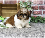 Larkspur - Male Shih Tzu Puppy for Sale - Photo #4