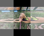 Small #1 Chocolate Labrador retriever Mix