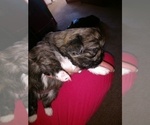 Puppy 3 Pekingese