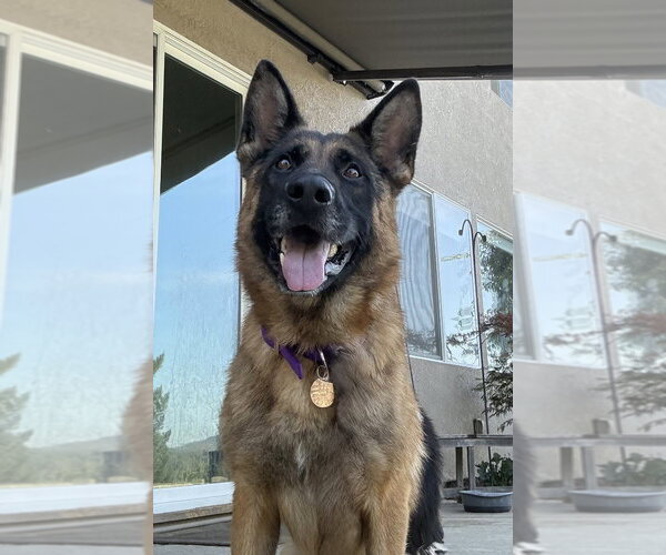 Medium Photo #1 German Shepherd Dog Puppy For Sale in Modesto, CA, USA