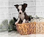 Small #13 Chihuahua