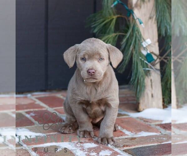 Medium Photo #1 Labrador Retriever Puppy For Sale in NARVON, PA, USA