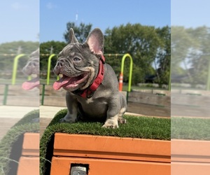 French Bulldog Puppy for sale in INDIANAPOLIS, IN, USA