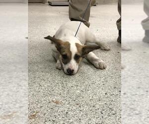 Lab-Pointer Dogs for adoption in Conroe, TX, USA