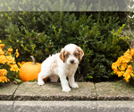 Small #4 Cocker Spaniel-Poodle (Miniature) Mix