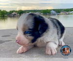 Small Photo #11 Miniature Australian Shepherd Puppy For Sale in GRANBURY, TX, USA