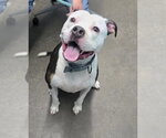 Small #2 Mutt