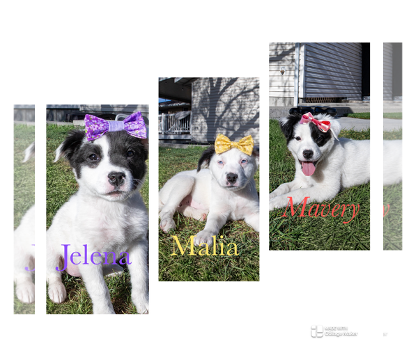 Medium Photo #3 Borador Puppy For Sale in Sandy, UT, USA