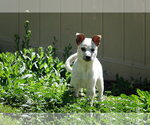 Small #2 Collie Mix
