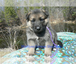 Small #2 German Shepherd Dog