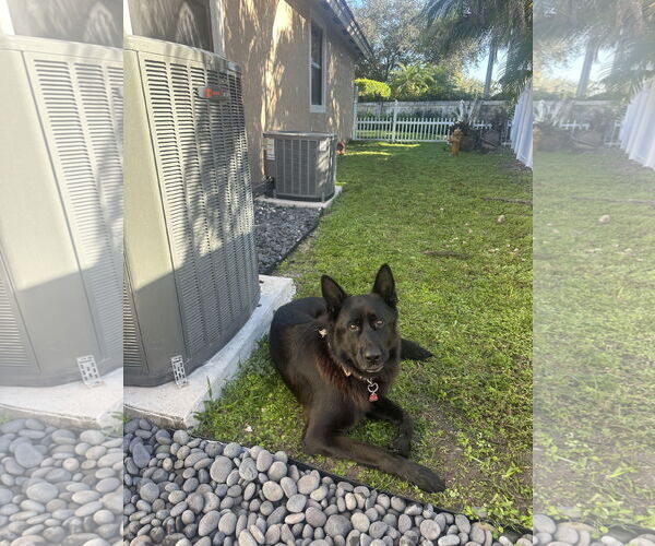 Medium Photo #3 German Shepherd Dog Puppy For Sale in Miami, FL, USA