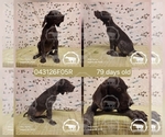 Puppy Girl 043126F05R German Shorthaired Pointer