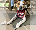 Small #4 American Pit Bull Terrier Mix