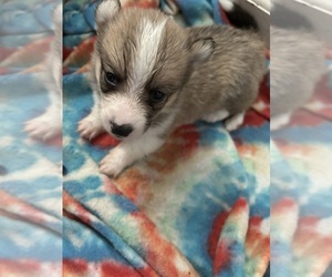 Aussie-Corgi Puppy for sale in TOPEKA, KS, USA