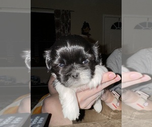 Shih Tzu Puppy for sale in CORRYTON, TN, USA