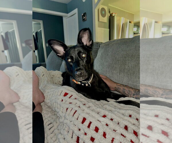 Medium Photo #28 German Shepherd Dog-Unknown Mix Puppy For Sale in Brewster, NY, USA