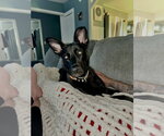 Small #27 German Shepherd Dog Mix