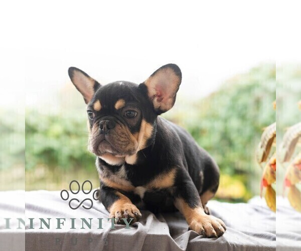 Medium Photo #7 French Bulldog Puppy For Sale in REBERSBURG, PA, USA