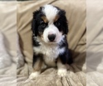 Small Photo #32 Australian Shepherd Puppy For Sale in EUSTIS, FL, USA