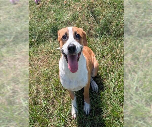 Medium Photo #1 Labrador Retriever-Unknown Mix Puppy For Sale in Texas City, TX, USA