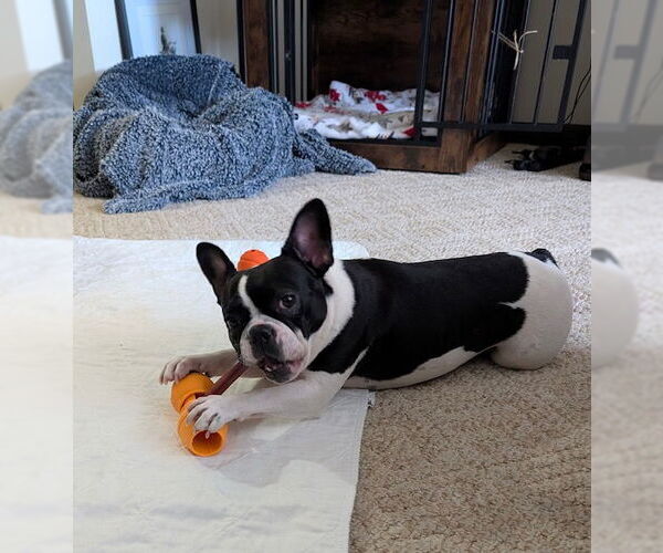 Medium Photo #3 Boston Terrier Puppy For Sale in Pittsburgh, PA, USA