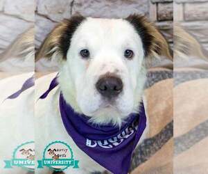 Colonial Cocker Spaniel-Unknown Mix Dogs for adoption in Kennesaw, GA, USA