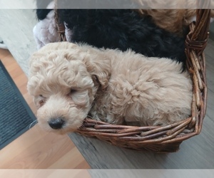 Poodle (Toy) Puppy for sale in MOGADORE, OH, USA