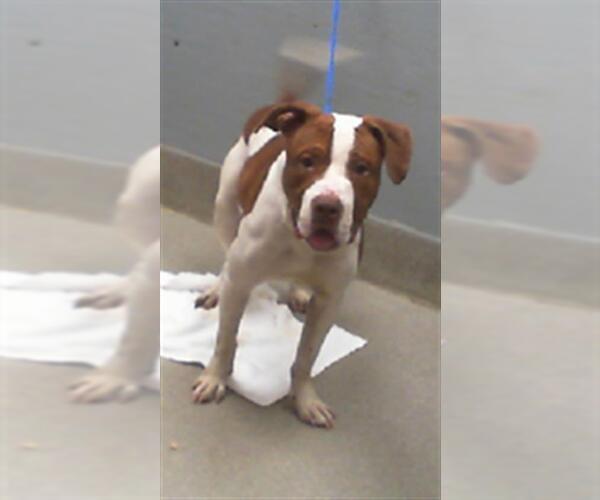 Medium Photo #1 American Pit Bull Terrier-Unknown Mix Puppy For Sale in Las Vegas, NV, USA