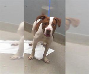 American Pit Bull Terrier-Unknown Mix Dogs for adoption in Las Vegas, NV, USA