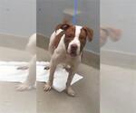 Small American Pit Bull Terrier Mix