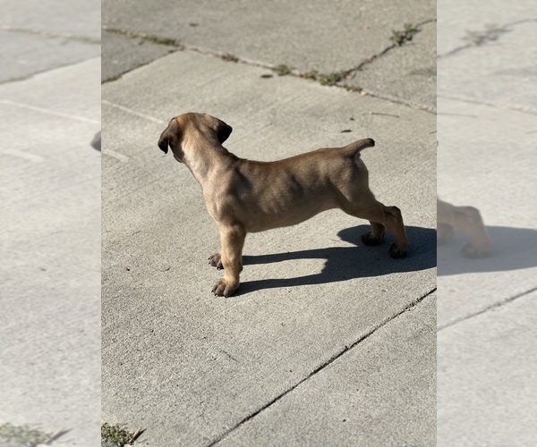 Medium Photo #8 Boerboel Puppy For Sale in STOCKTON, CA, USA